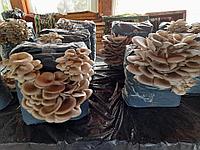 Saculeti gata pregatiti Pleurotus