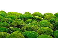 Muschi bombat Ball moss, verde deschis - cutie 3kg