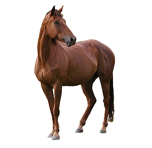 Cresterea animalelor