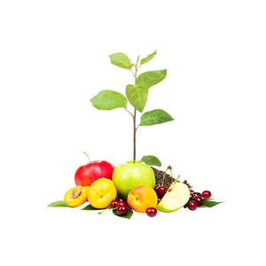 Semințe, puieți și răsad de culturi fructifere