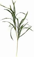 Crenguta de Yucca - 92 cm
