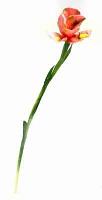 Floare de iris - 86 cm