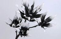 CREANGA MAGNOLIE CU 5 FLORI ALB-NEGRU