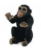 Cimpanzeu Pui - Collecta