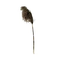 Floare deco Pampas pakoworld Natural rayung