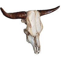 Decoratiune perete craniu taur ,marime mare 70x52 cm