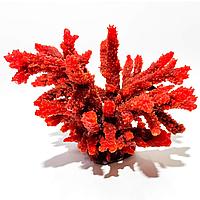 Decor acvariu coral rosu