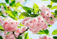 Fotoapet floral model cu floare de cires Wizard &Genius Sakura Blossom 366 cm (L) x 254 cm (I) 133