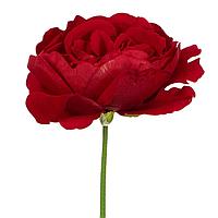 Floare Artificială, Model Trandafir English Rose, Culoare Roșu, Înălțime 32 cm