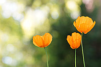 Sub_tree_deep_product_42
