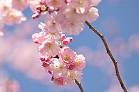 Sub_tree_product_12