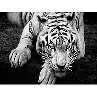 Covor Antiderapant, Tiger, Multicolor, 120x180cm