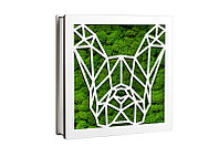 Aranjament Licheni, Caine - CDL1136L