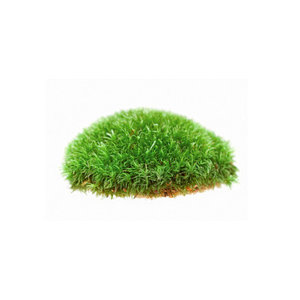 Plante, decoratiuni, soluri de acvariu