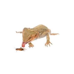Hrana reptile si insecte