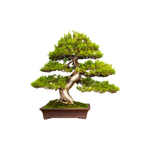 Arbori artificiali, bonsai artificiali