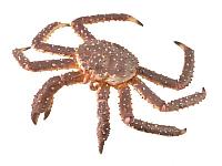 Figurina crab regal pictata manual xl collecta